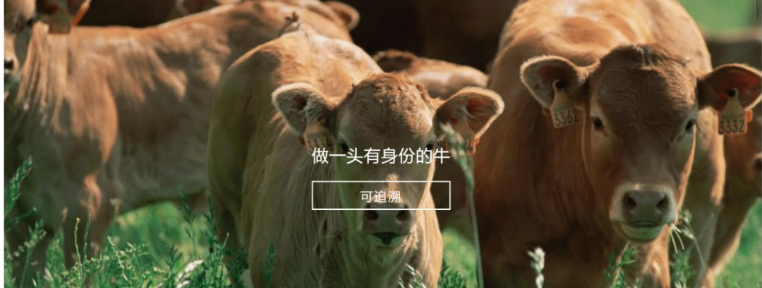 多宝·体育(中国)官方网站参与制定《牛肉追溯技术规程》国家标准 助力牛肉产品“从产地到餐桌”追溯管理上行快车道